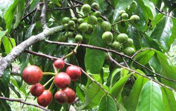 cherry-sized fruits of a tree species in Thailand